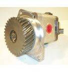 C15L DORSET STEER. 08496